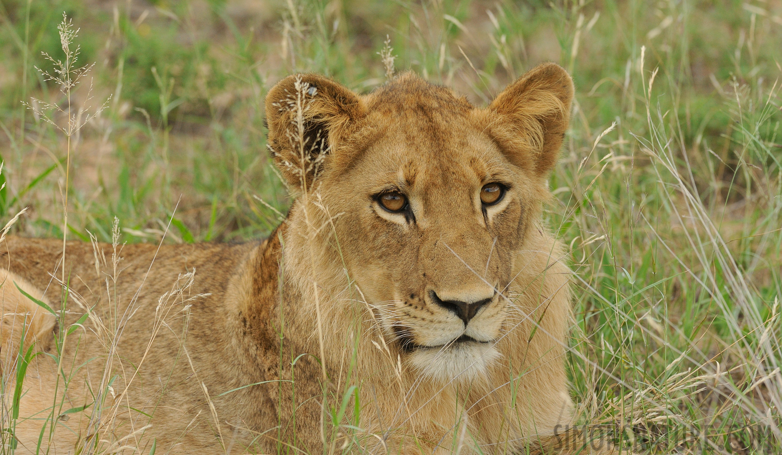 Panthera leo melanochaita [300 mm, 1/500 Sek. bei f / 8.0, ISO 1600]